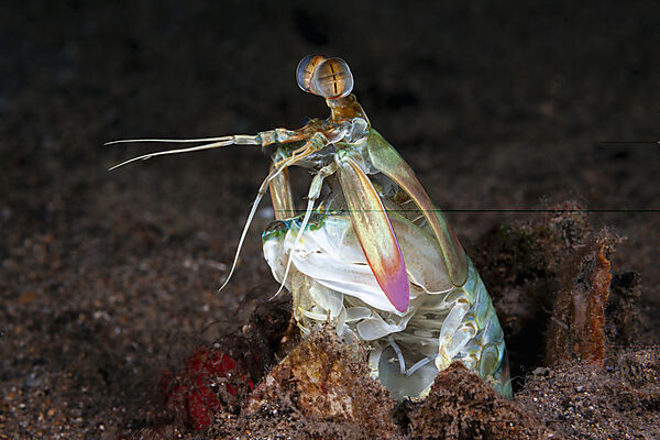 Fangschrecken-Schmetterkrebs, Odontodactylus cultrifer, Mabini, Luzon, Philippinensee, Philippinen
