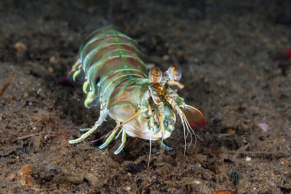 Fangschrecken-Schmetterkrebs, Odontodactylus cultrifer, Mabini, Luzon, Philippinensee, Philippinen