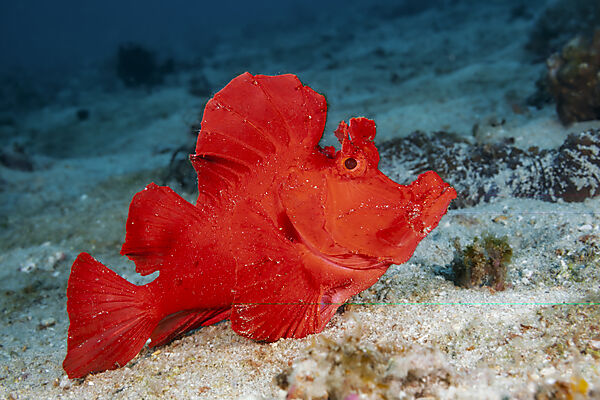 Eschmyers Schluckspecht, Rhinopias eschmeyeri, Mabini, Luzon, Philippinensee, Philippinen