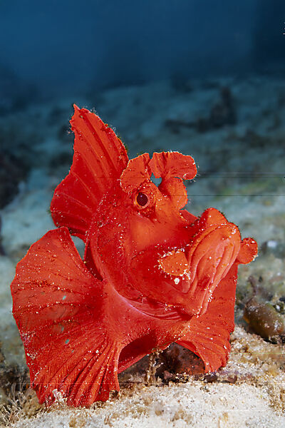 Eschmyers Schluckspecht, Rhinopias eschmeyeri, Mabini, Luzon, Philippinensee, Philippinen