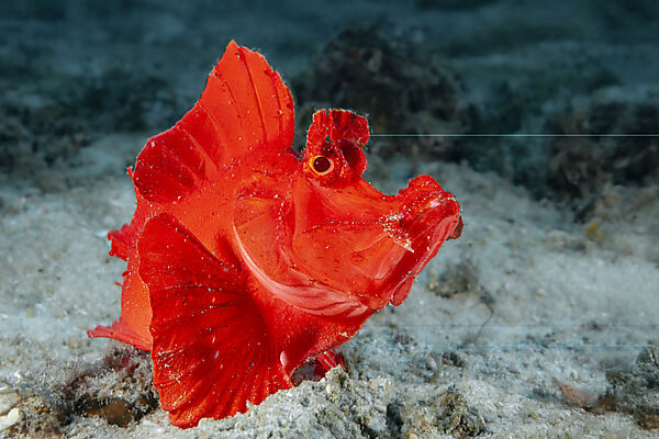Eschmyers Schluckspecht, Rhinopias eschmeyeri, Mabini, Luzon, Philippinensee, Philippinen
