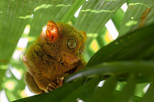 Philippine Tarsier, Carlito syrichta, Tarsius syrichta, Bohol, Philippines