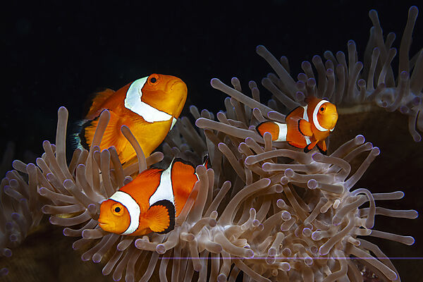 Clown Anemonefish in Magnificent Sea Anemone, Amphiprion ocellaris, Loon, Bohol, Cebu Strait, Philippine Sea, Philippines