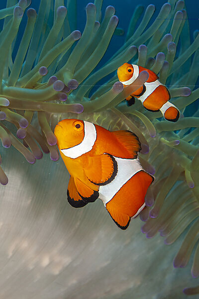 Clown Anemonefish in Magnificent Sea Anemone, Amphiprion ocellaris, Loon, Bohol, Cebu Strait, Philippine Sea, Philippines