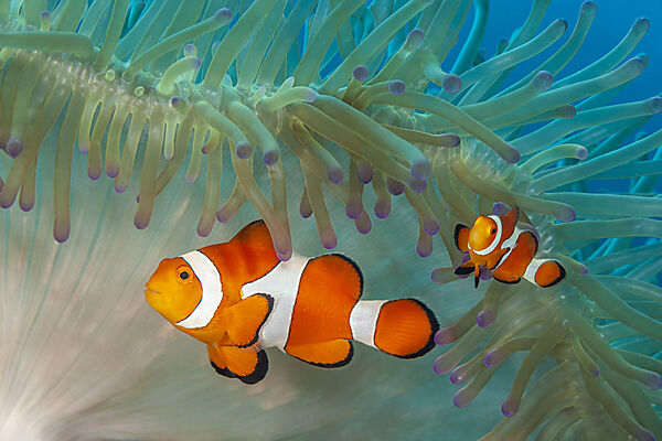 Clown Anemonefish in Magnificent Sea Anemone, Amphiprion ocellaris, Loon, Bohol, Cebu Strait, Philippine Sea, Philippines