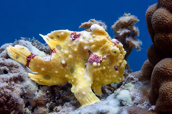 Augenfleck-Anglerfisch, Antennarius multiocellatus, Loon, Bohol, Cebu Strait, Philippinensee, Philippinen