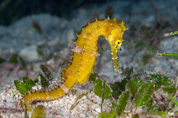 Dorniges Seepferdchen, Hippocampus histrix, Loon, Bohol, Cebu Strait, Philippinensee, Philippinen