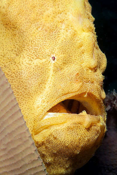 Riesen-Anglerfisch, Antennarius commerson, Loon, Bohol, Cebu Strait, Philippinensee, Philippinen
