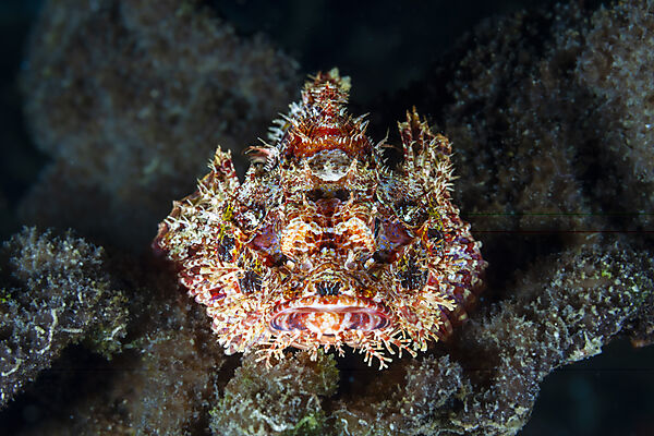 Tassled Scorpionfish, Scorpaenopsis oxycephalus, Loon, Bohol, Cebu Strait, Philippine Sea, Philippines