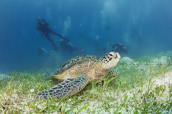 Gruene Meeresschildkroete und Taucher, Chelonia mydas, Loon, Bohol, Cebu Strait, Philippinensee, Philippinen