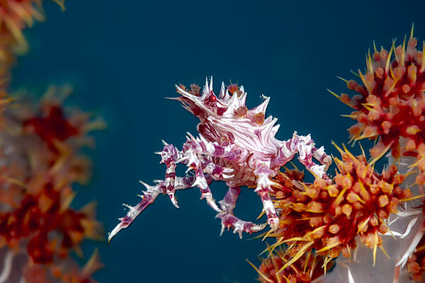 Porcelain Crab in Anemone, Neopetrolisthes maculatus, Loon, Bohol, Cebu Strait, Philippine Sea, Philippines