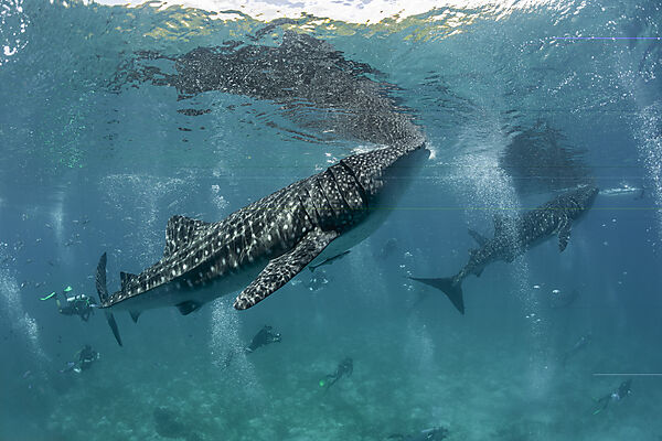 Two Whale Sharks und Scuba diver, Rhincodon typus, Loon, Bohol, Cebu Strait, Philippine Sea, Philippines