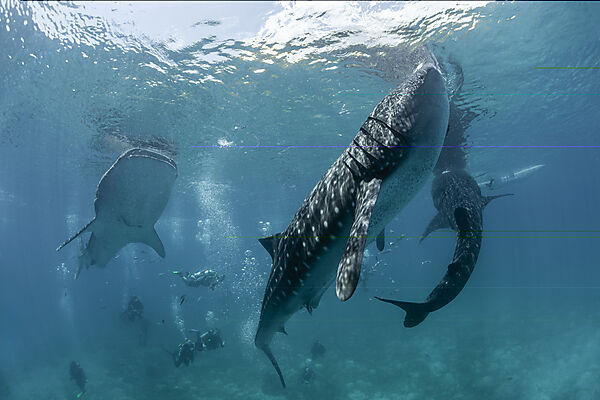 Three Whale Sharks und Scuba diver, Rhincodon typus, Loon, Bohol, Cebu Strait, Philippine Sea, Philippines