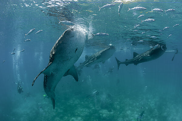 Three Whale Sharks und Scuba diver, Rhincodon typus, Loon, Bohol, Cebu Strait, Philippine Sea, Philippines